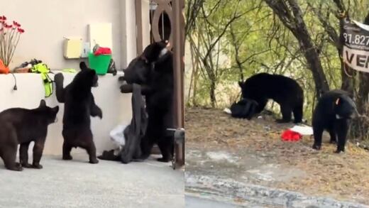 Jugador de Tigres sufre insólito “robo” y los responsables fueron unos osos